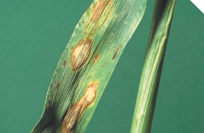 Ринхоспориоз ржи и ячменя
