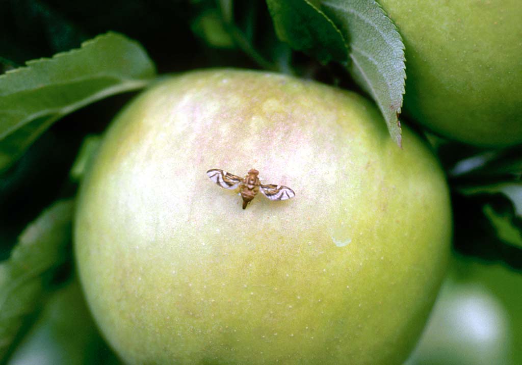 Минирующие моли