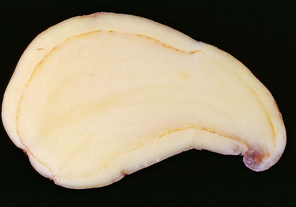 Кольцевая гниль картофеля