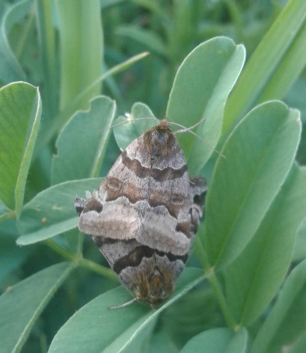 Листогрызущие совки