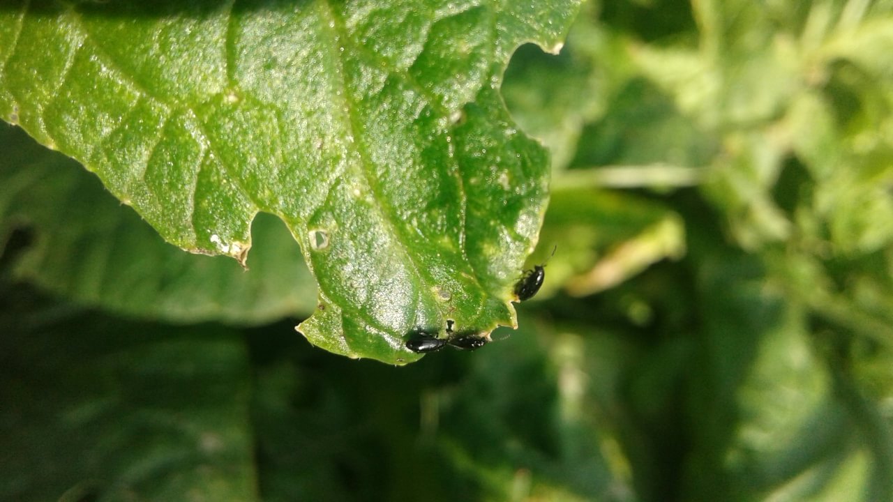 Крестоцветные блошки