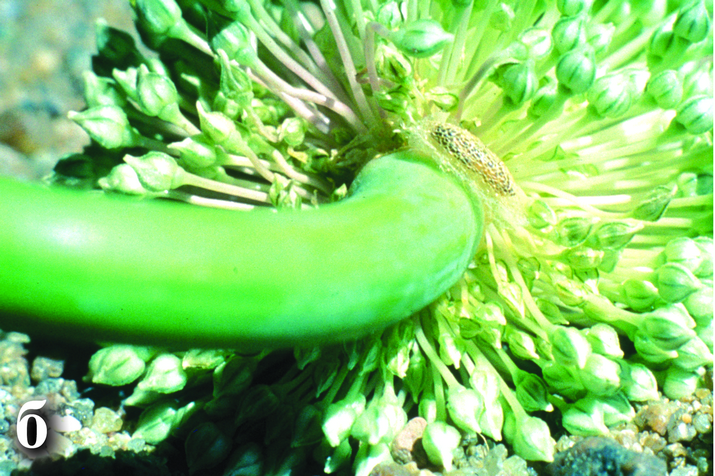 Моль луковая