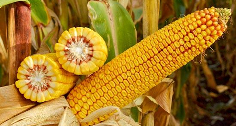 Семена полевых культур