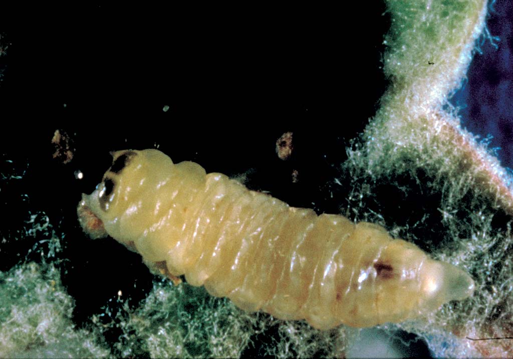 Яблонный цветоед