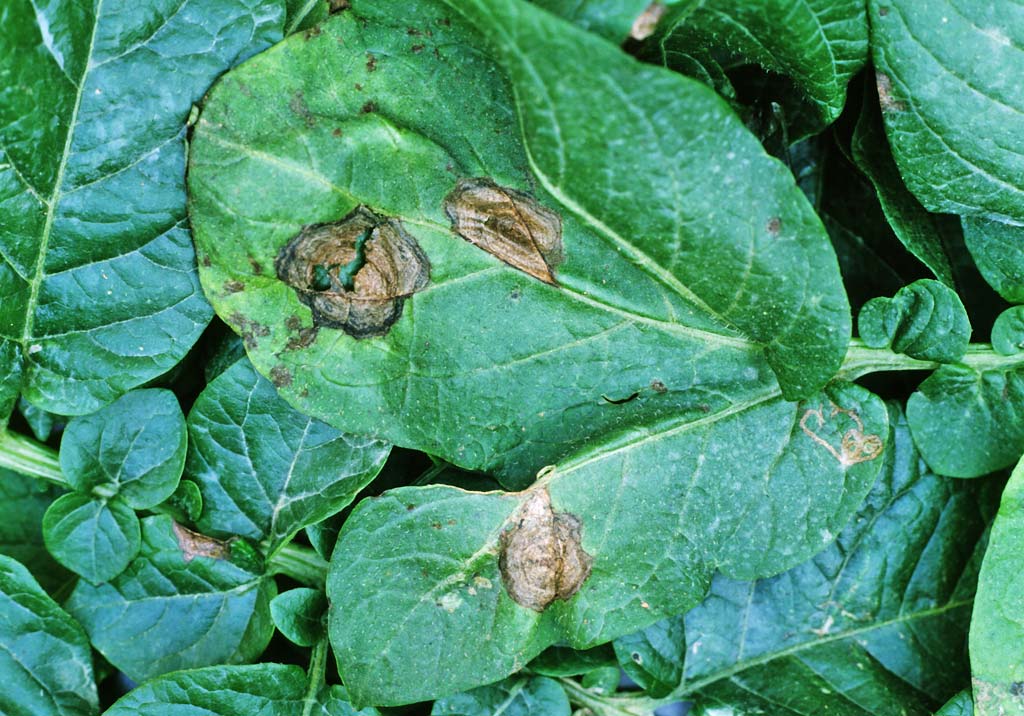 Альтернариоз (ранняя сухая пятнистость) картофеля