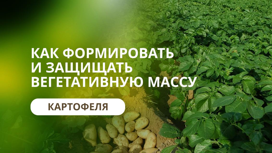 Важные принципы формирования и защиты вегетативной массы картофеля