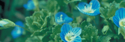 Вероника персидская