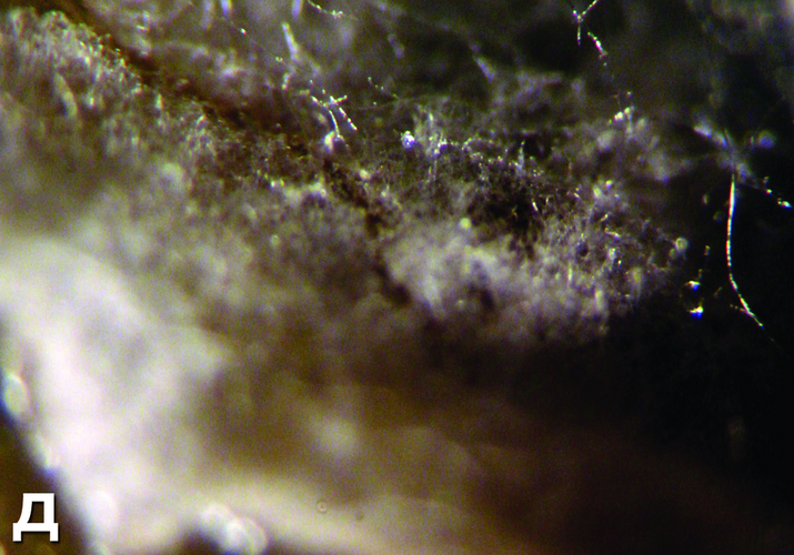 Ризоктониозная гниль плодов томата