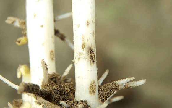 Проволочники (личинки жуков-щелкунов)