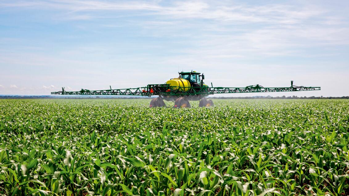 Как правильно ухаживать за посевами кукурузы на силос