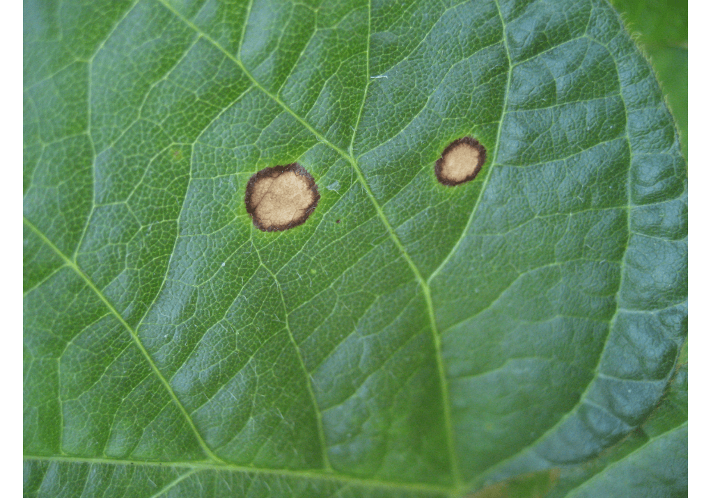 Церкоспороз (округлая серая пятнистость)