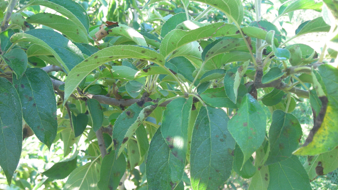 Парша яблони