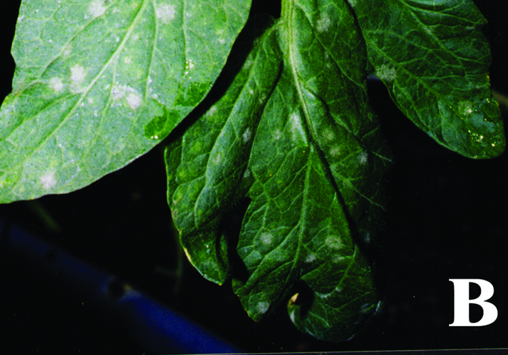 Мучнистая роса томата