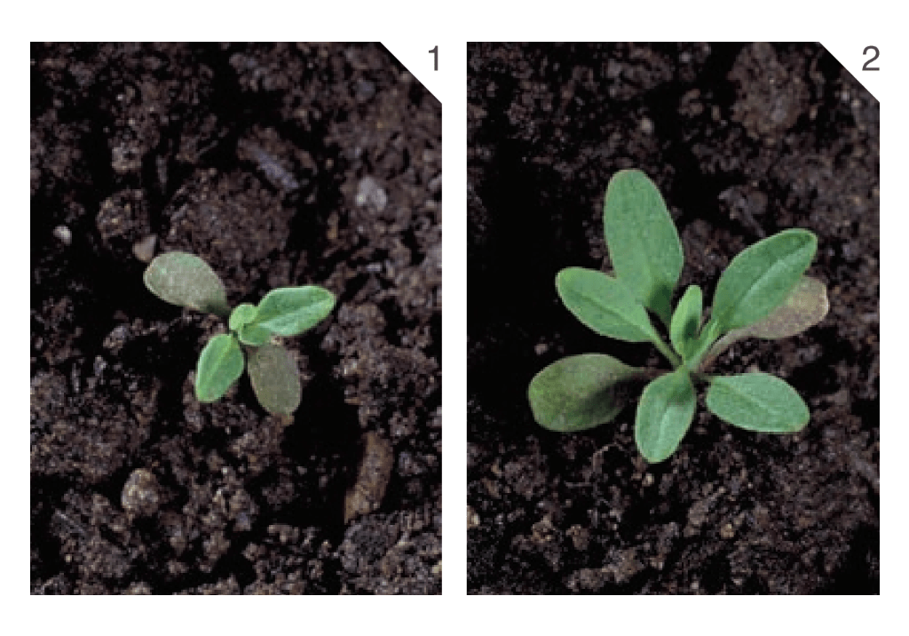 Желтушник левкойный