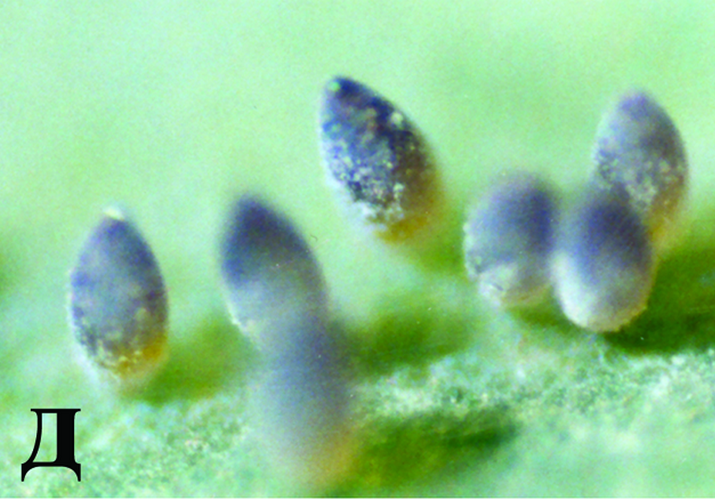 Белокрылка тепличная, или оранжерейная