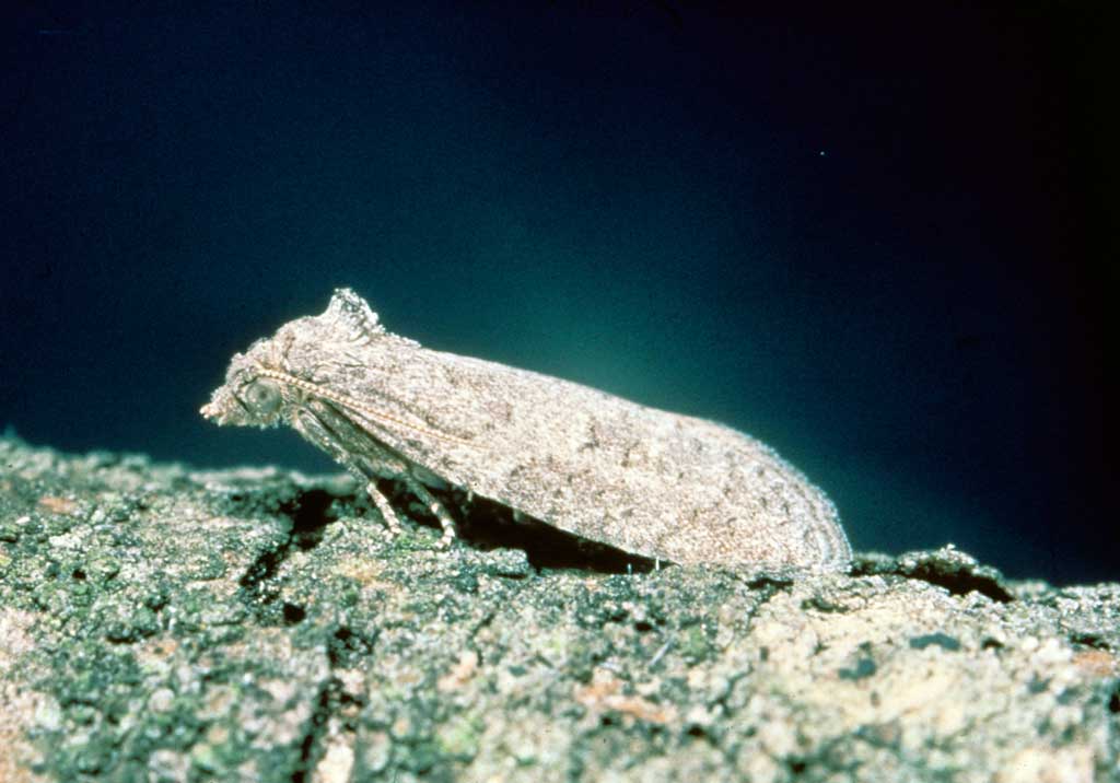 Злаковая листовертка