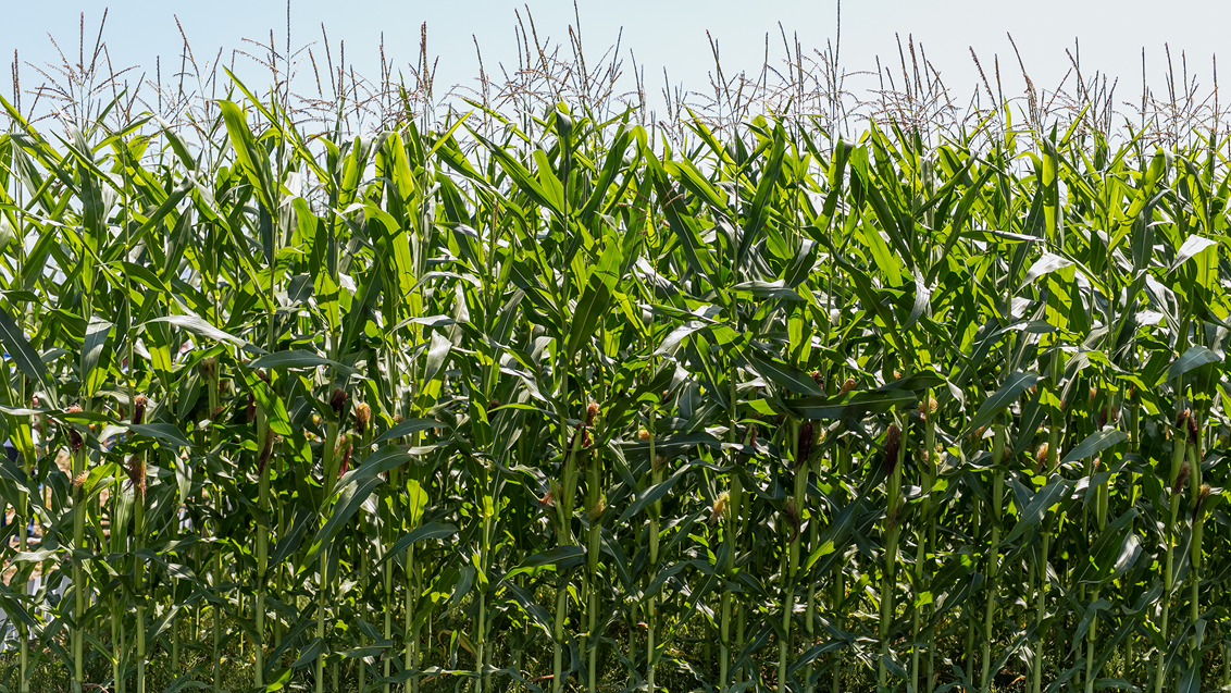 Технология опрыскивания кукурузы