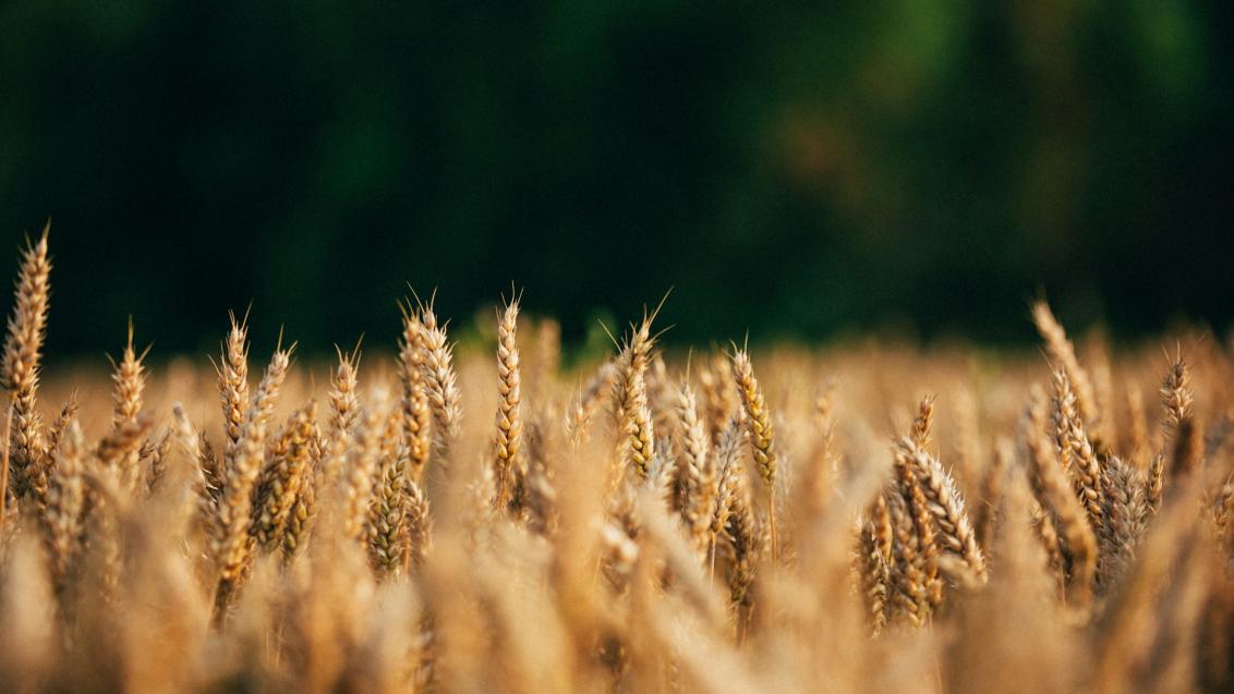 Патогены и вредители пшеницы