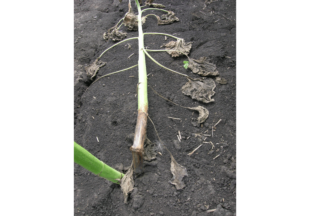 Фузариоз подсолнечника