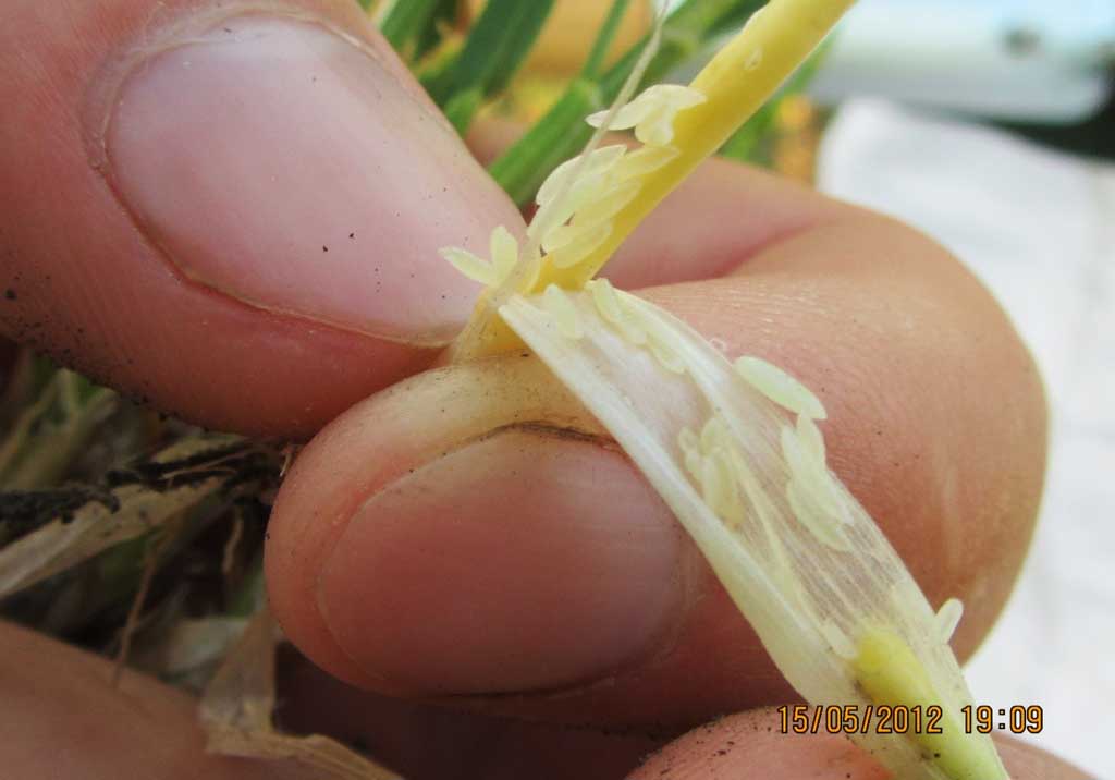 Гессенская муха