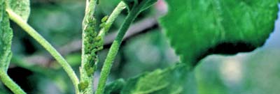 Зеленая яблонная тля