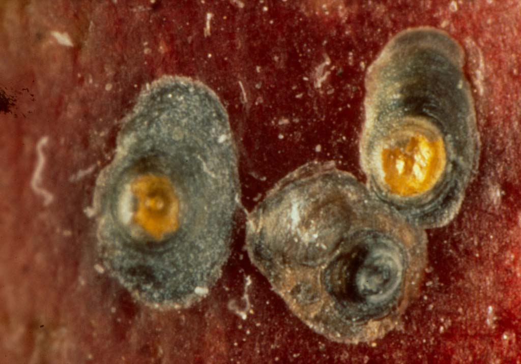 Калифорнийская щитовка