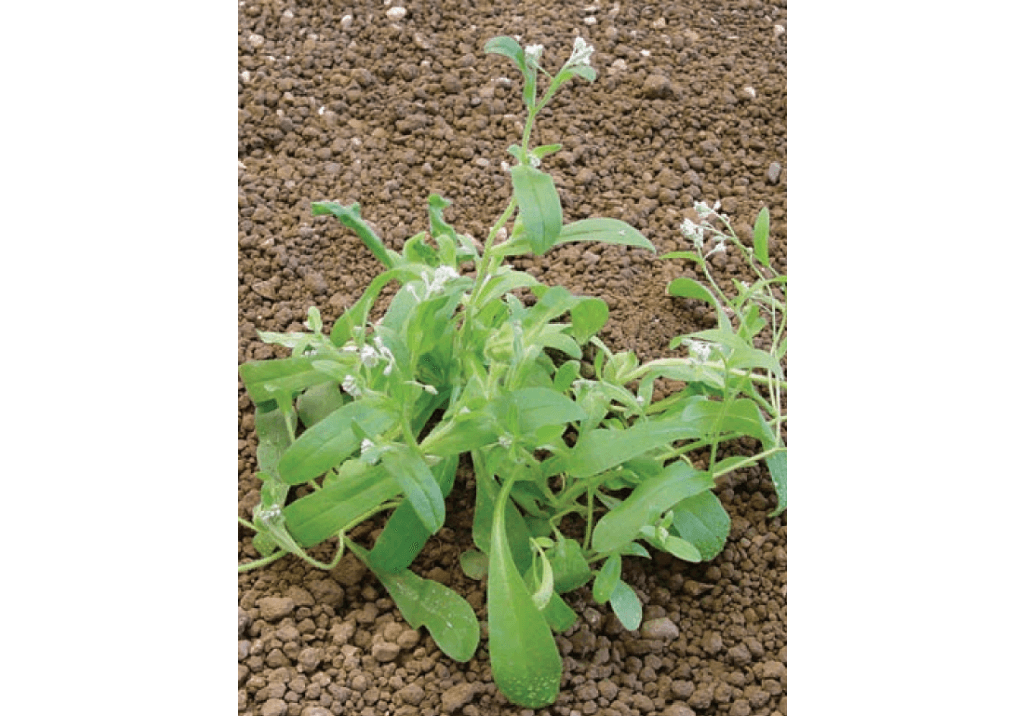 Незабудка полевая