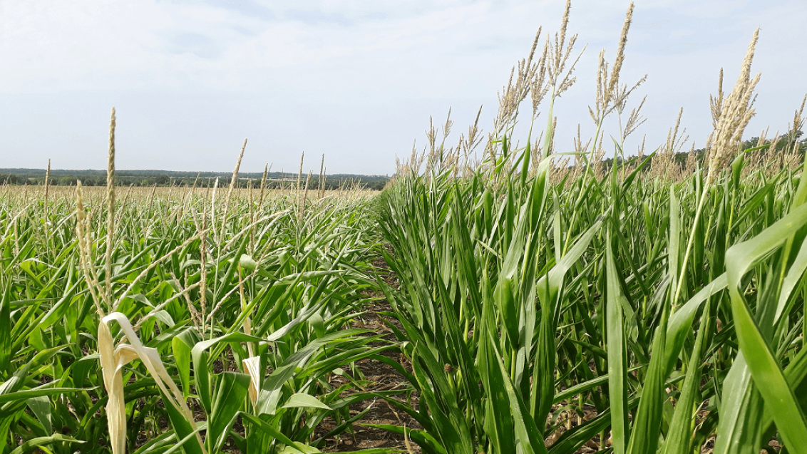 Вести с полей: состояние гибридов кукурузы на Юге России в июле 2018 года