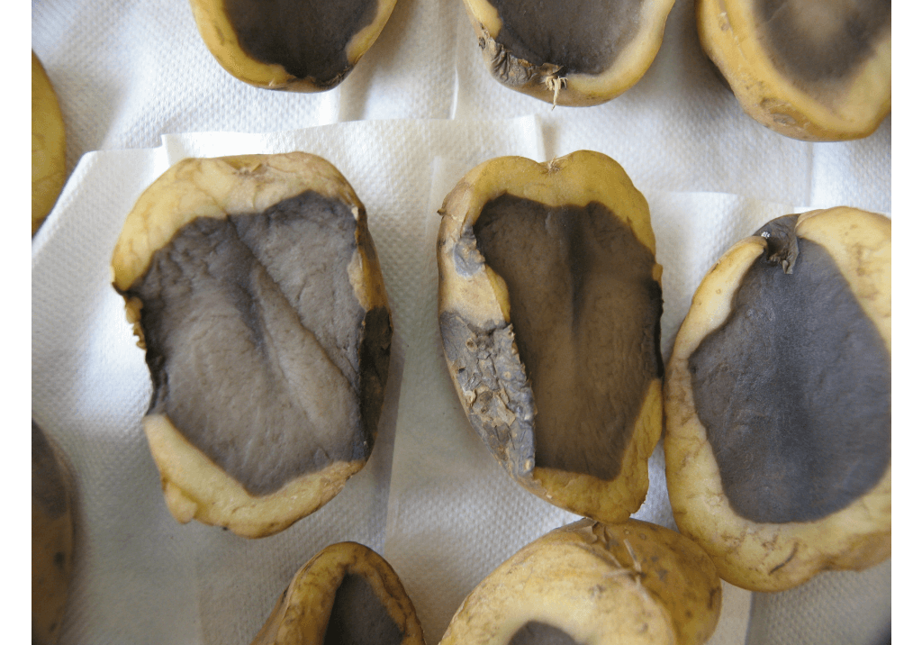 Резиновая гниль