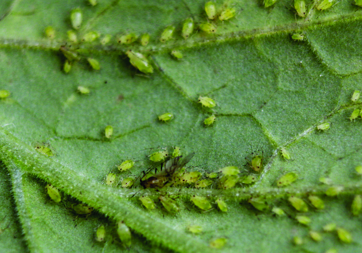 Тля картофельная (обыкновенная и большая)