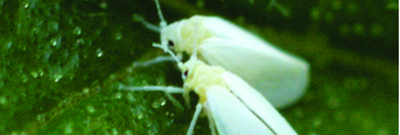 Белокрылка тепличная, или оранжерейная