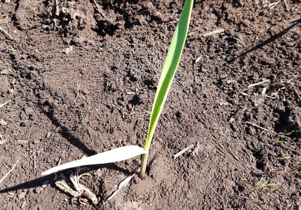 Пырей ползучий