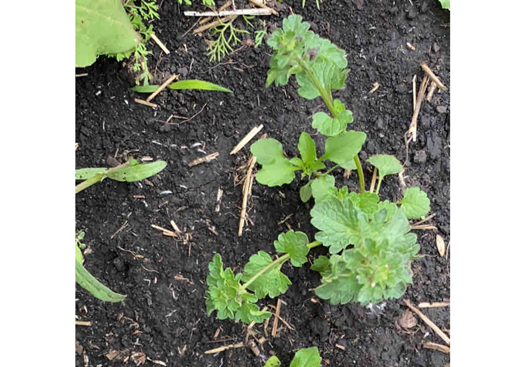 Яснотка стеблеобъемлющая