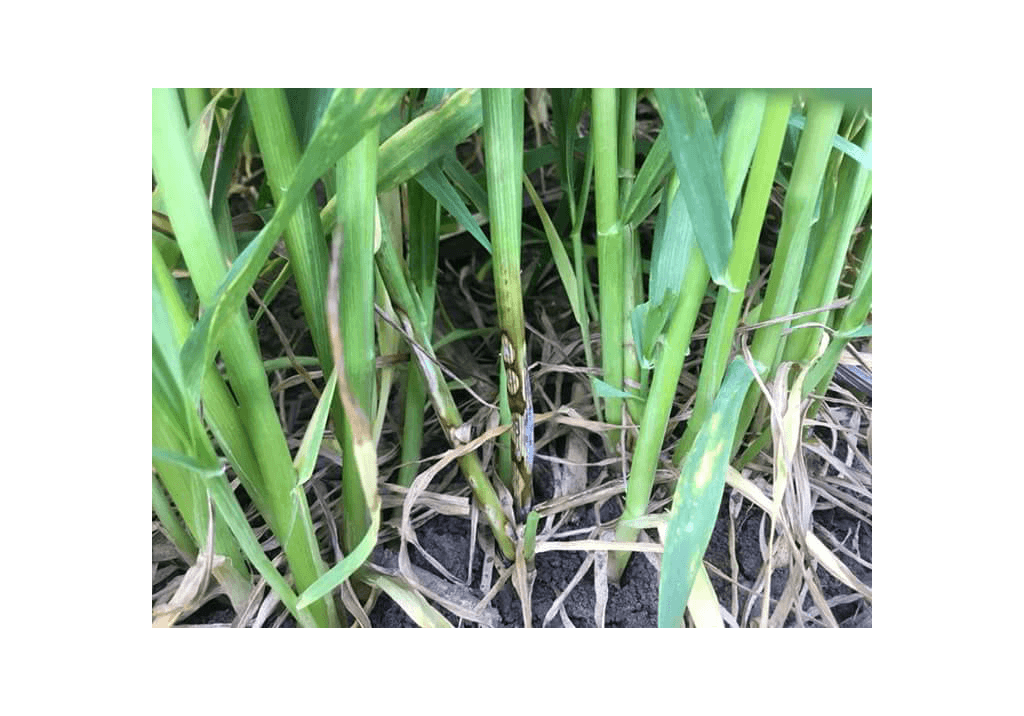 Гибеллиноз зерновых