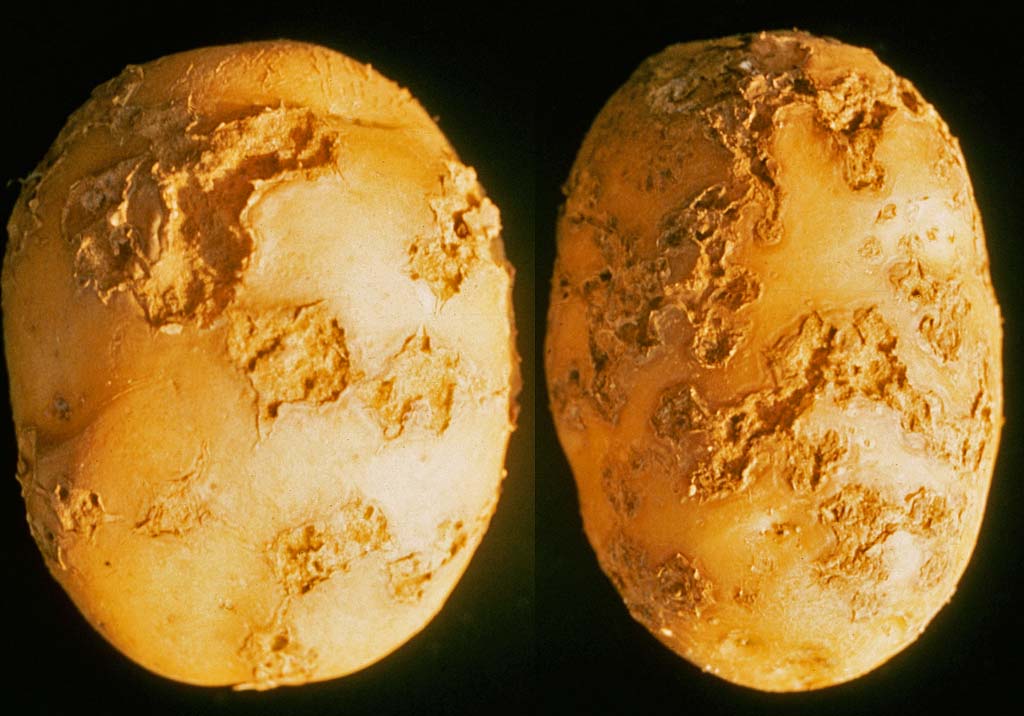 Парша обыкновенная