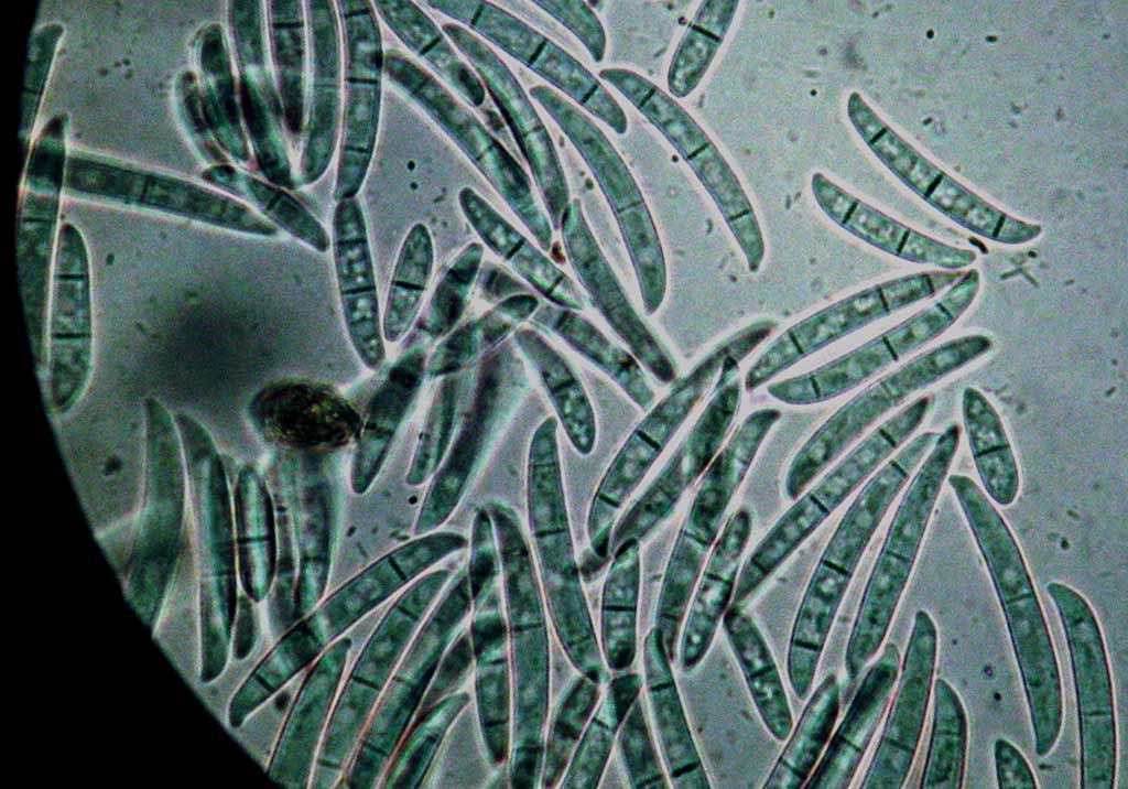 Фузариоз винограда