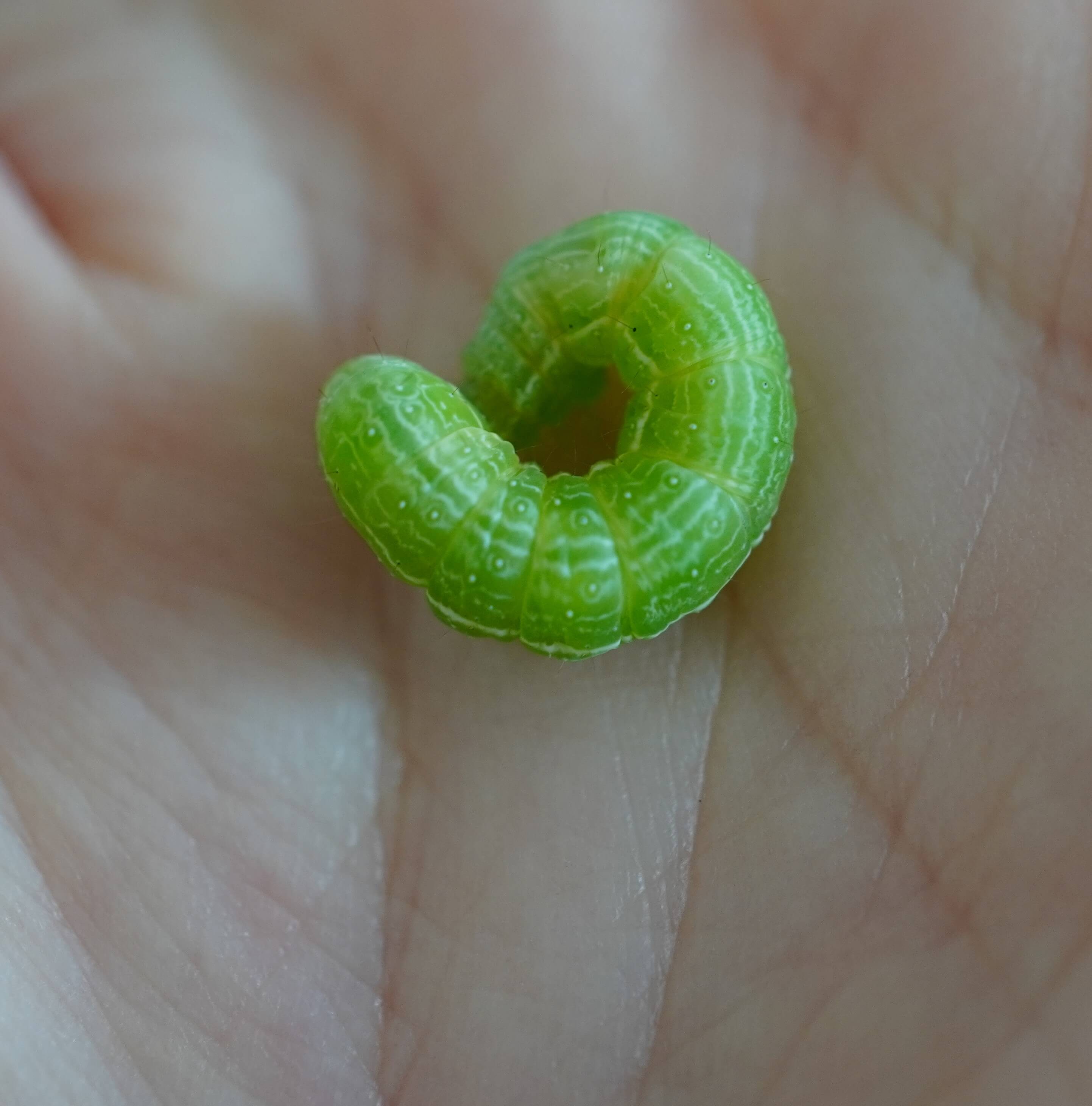 Листогрызущие совки