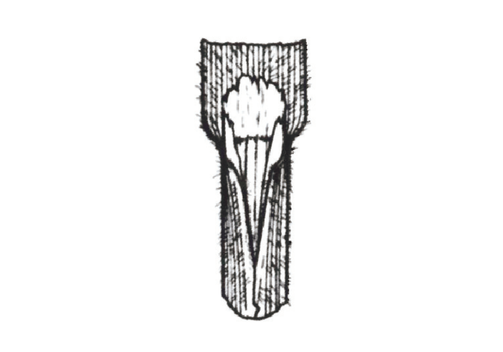 Костер кровельный