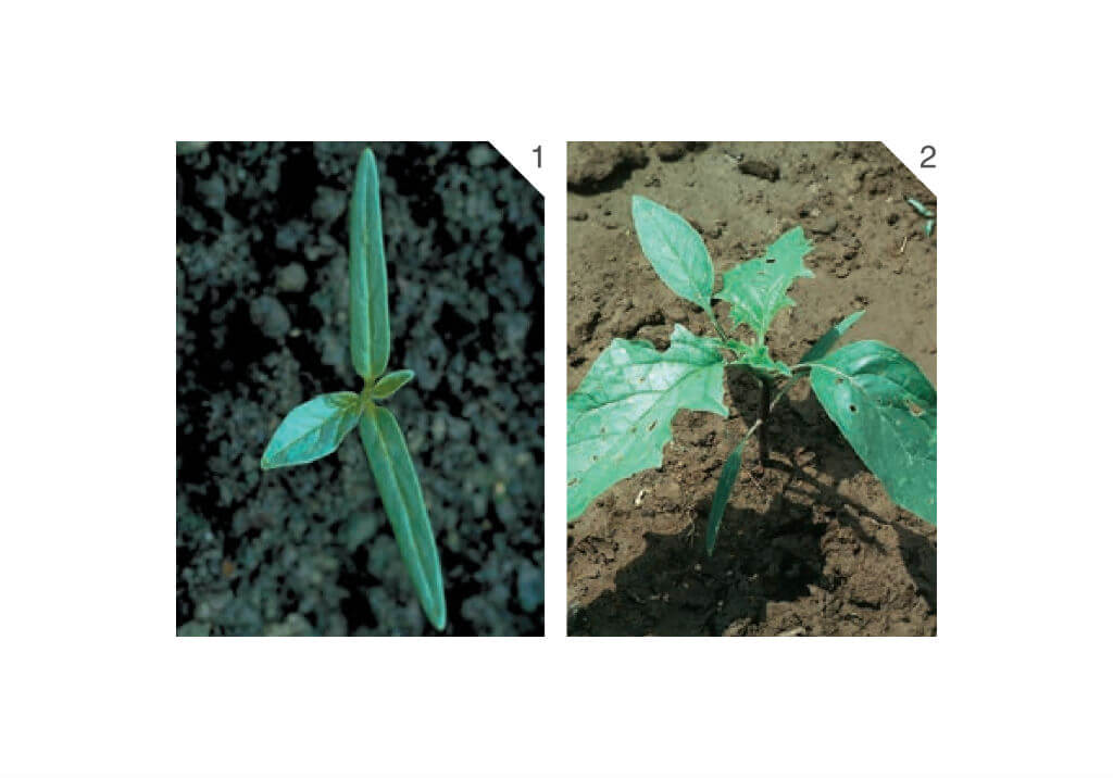 Дурман обыкновенный