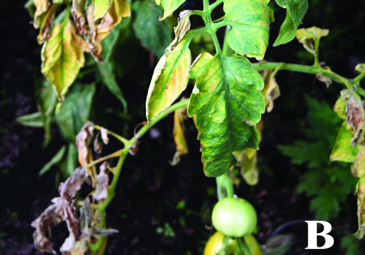 Вертициллёзное увядание томата