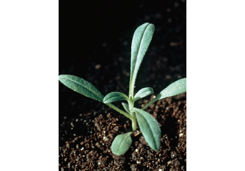 Воробейник полевой