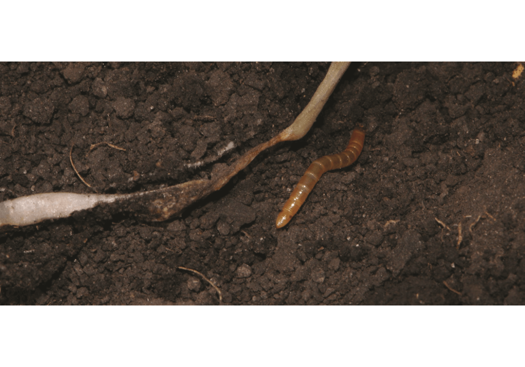 Проволочники (личинки жуков-щелкунов)