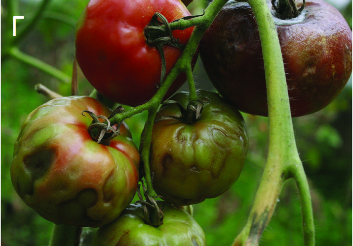 Огуречная мозаика