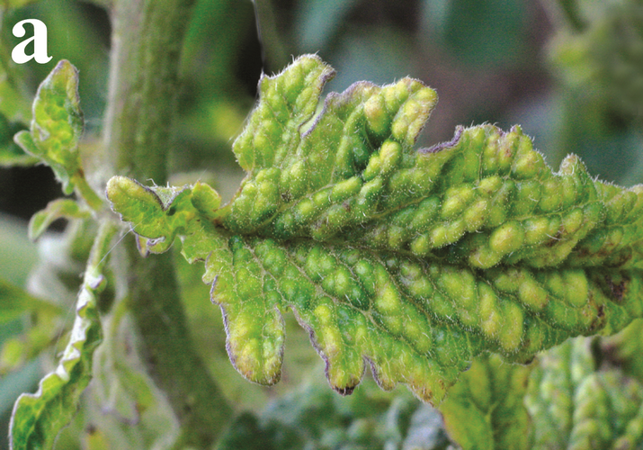 X-вирус картофеля на томате