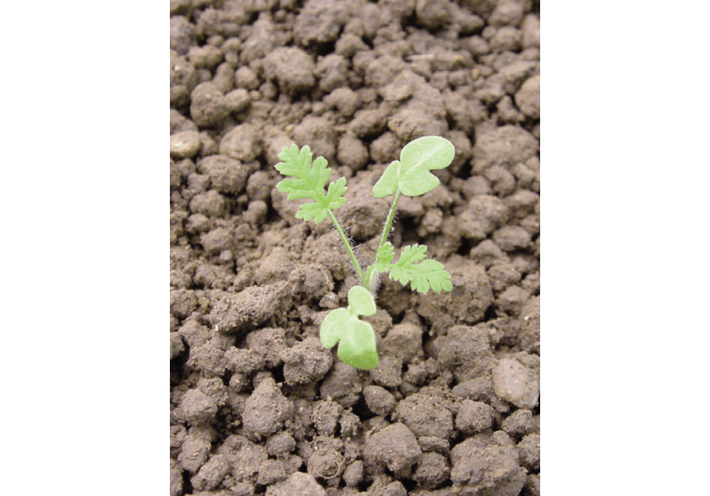 Аистник цикутовый