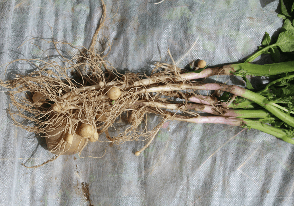 Ризоктониоз, или чёрная парша клубней