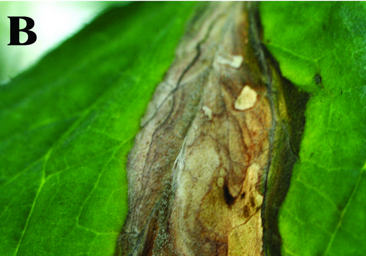 Серая гниль томата