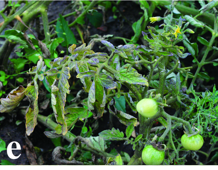 Столбур томата