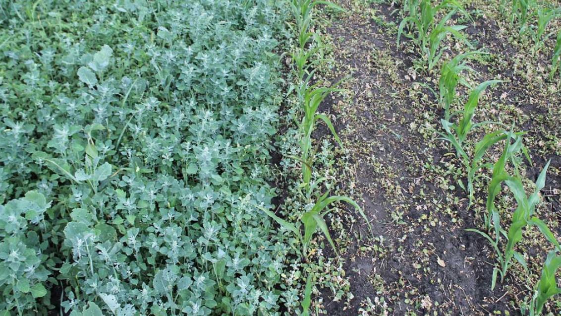 ЭЛЮМИС — технологичное решение в системе послевсходового контроля сорняков