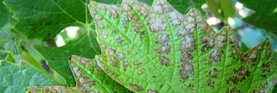 Альтернариоз винограда